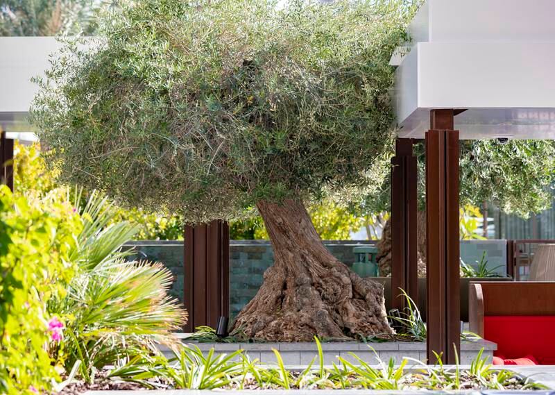Olive trees on the terrace at Jaleo. Chris Whiteoak / The National