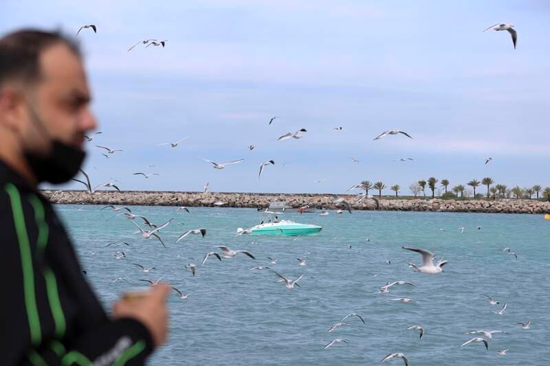 Seagulls gather along Abu Dhabi Corniche. Khushnum Bhandari / The National