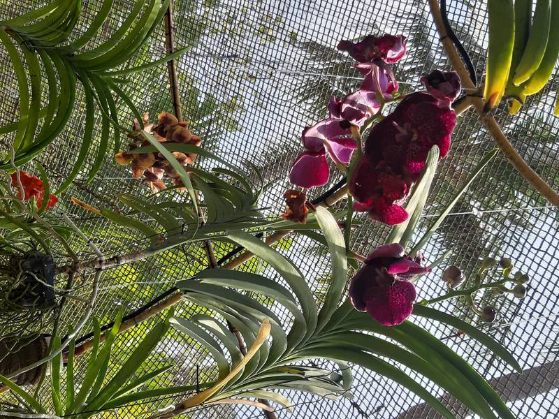 The Sheraton Maldives Full Moon Resort & Spa is home to a mature orchid garden. Courtesy Selina Denman