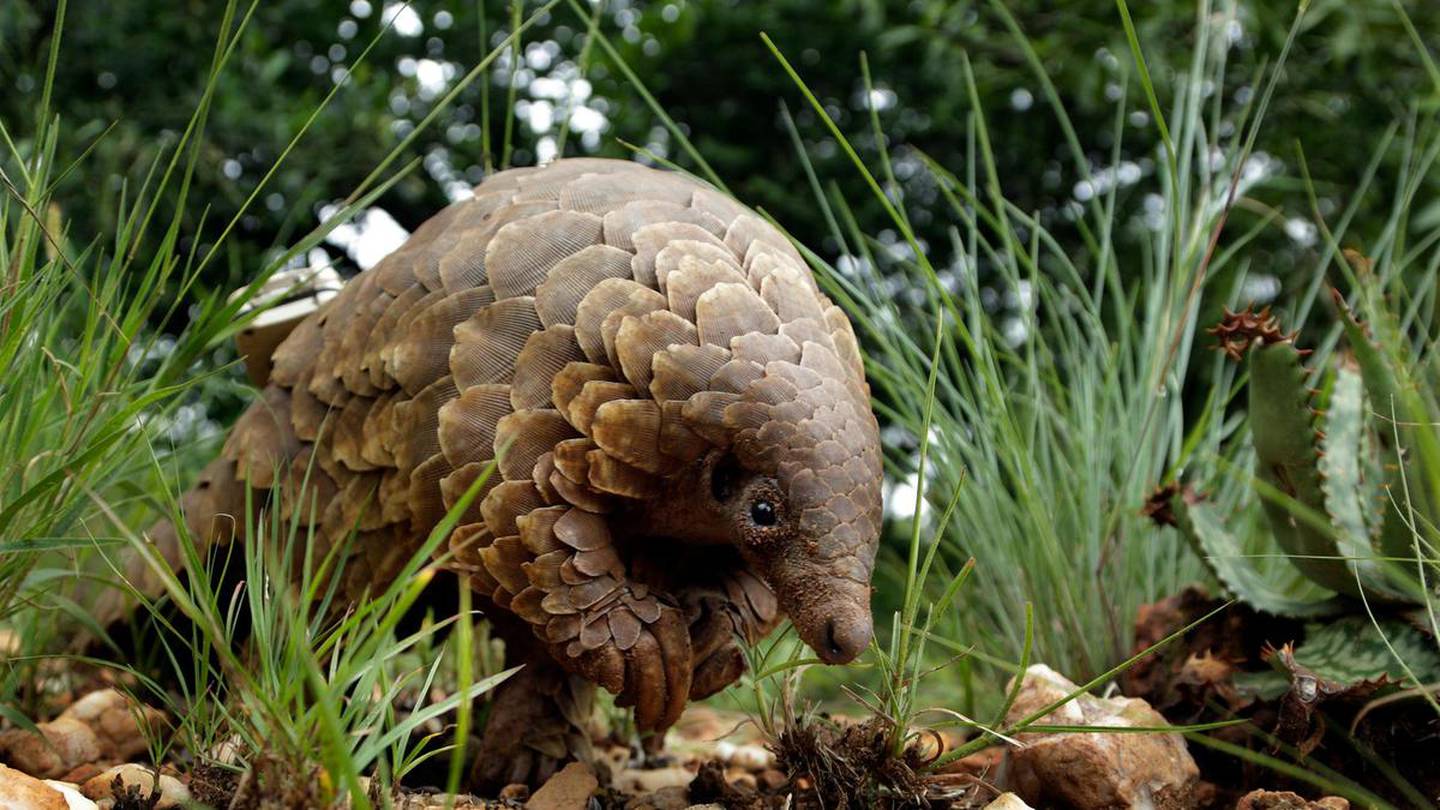 Pangolins are among the animals suffering the most from the illegal trade. Some statistics show that 23.5 tonnes of pangolins and their parts were trafficked in 2021 alone. AP