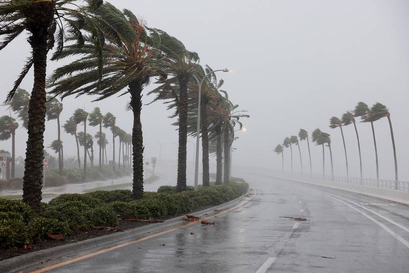 Palm trees blow in the wind from Hurricane Ian in Sarasota, Florida.  AFP