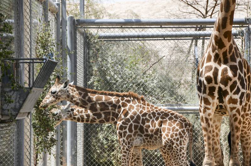 Abu Dhabi, United Arab Emirates - Two baby giraffes eat as their mother observes them at Al Ain Zoo Khushnum Bhandari for The National
