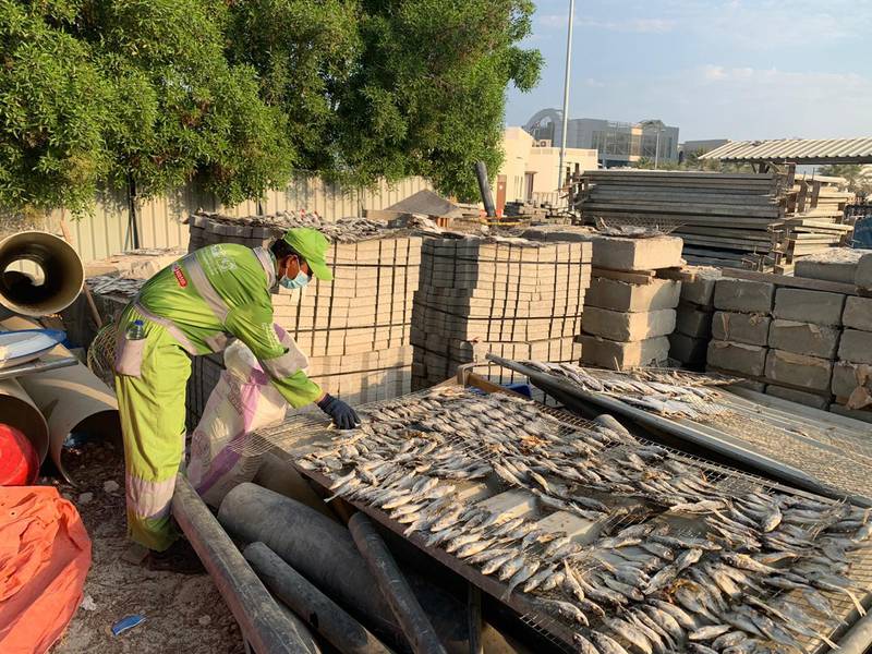 Workers from Abu Dhabi Centre for Waste Management remove fish from Al Bateen in Abu Dhabi. Abu Dhabi Department of Municipalities and Transport