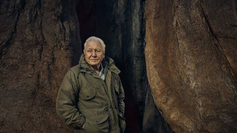 An image that illustrates this article ‘The Green Planet’ is David Attenborough at his very best
