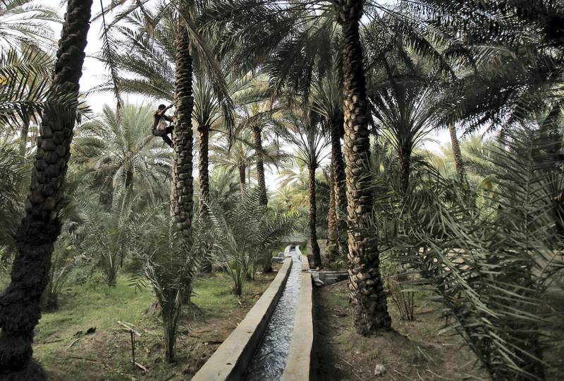 Shahid Iqbal, a date farm worker from Pakistan, climbs up a palm tree over a fresh water canal based on the "Falaj" traditional irrigation system at the Al Qattara Oasis in the city of Al Ain, United Arab Emirates, on Tuesday, March 10, 2015. In 2011, UNESCO named Al Ain as a world heritage site because of its oasis, its Falaj irrigation and its historical and archaeological significance. (AP Photo/Kamran Jebreili)