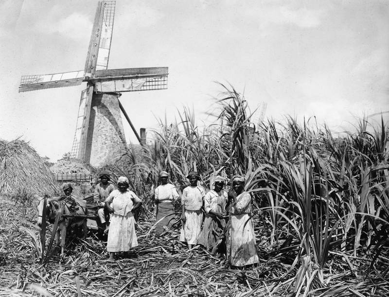 BARBADOS - CIRCA 1890:  Working in the sugar cane fields, Barbados  (Photo by Archive Farms/Getty Images)