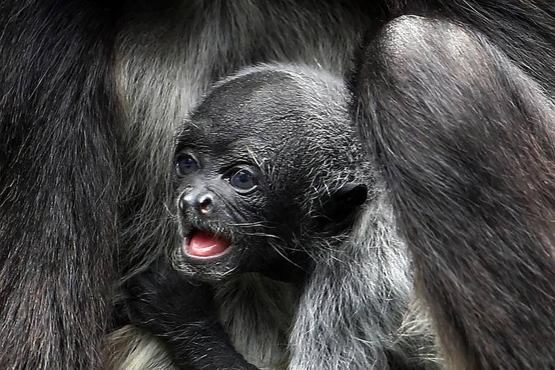 A Brown spider monkey baby is seen with its mother in the zoo park of Santa Fe in Medellin, Colombia. EPA