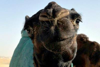 A camel looks on during the Mazayin Dhafra Camel Festival in Al Gharbia (the Western Region) of Abu Dhabi.
