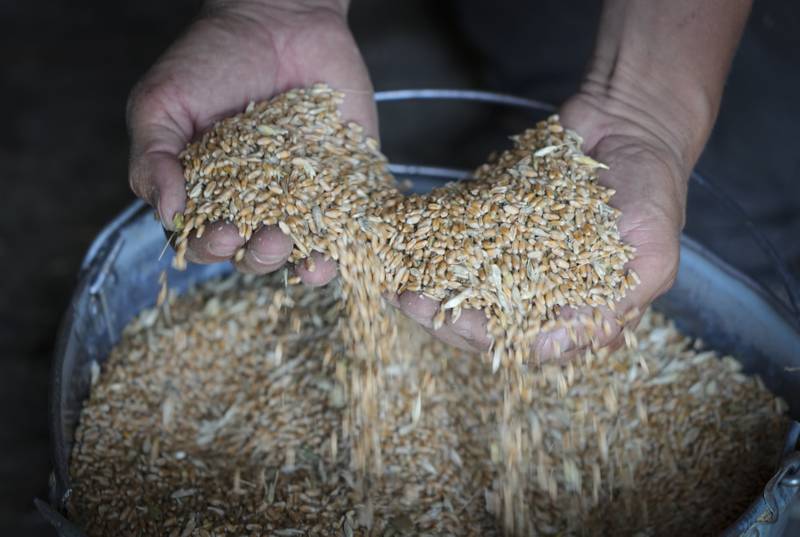 Serhiy, a farmer, shows grain in his barn in the village of Ptyche in Donetsk region. AP