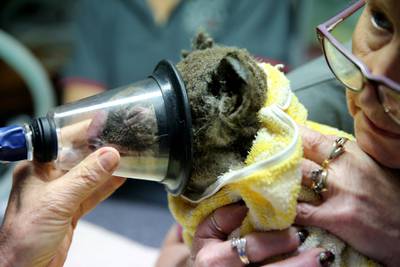 A koala is given oxygen while vets care for her burns