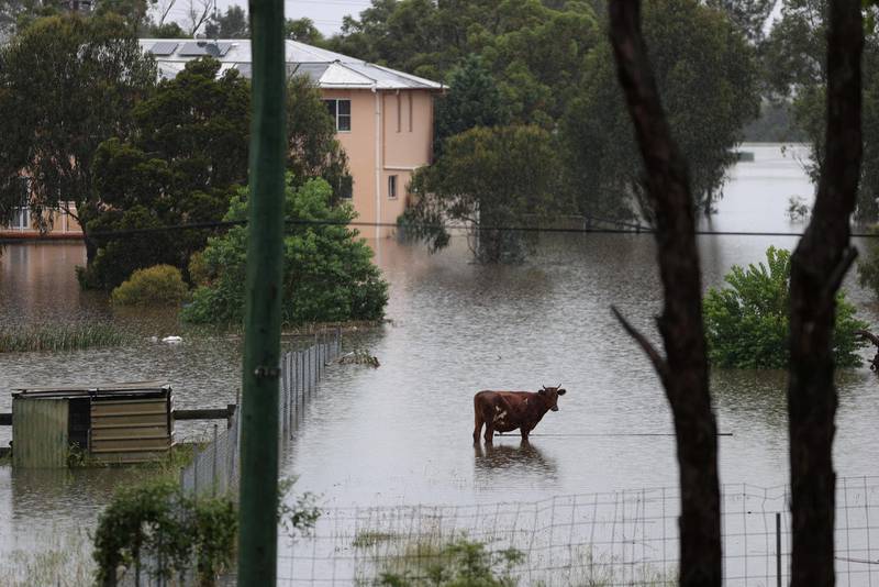 Livestock is seen as floodwaters rise in the suburb of Windsor, as the state of New South Wales experiences widespread flooding and severe weather, in Sydney. Reuters