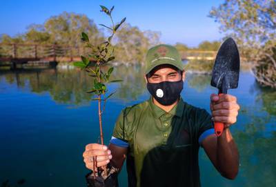 Abu Dhabi, United Arab Emirates, September 23, 2020.  Modar Khaled plants a couple of mangrove trees at Jubail Mangrove Park, Jubail Island, Abu Dhabi.Victor Besa/The NationalSection:  ACReporter:  Hayley Skirka