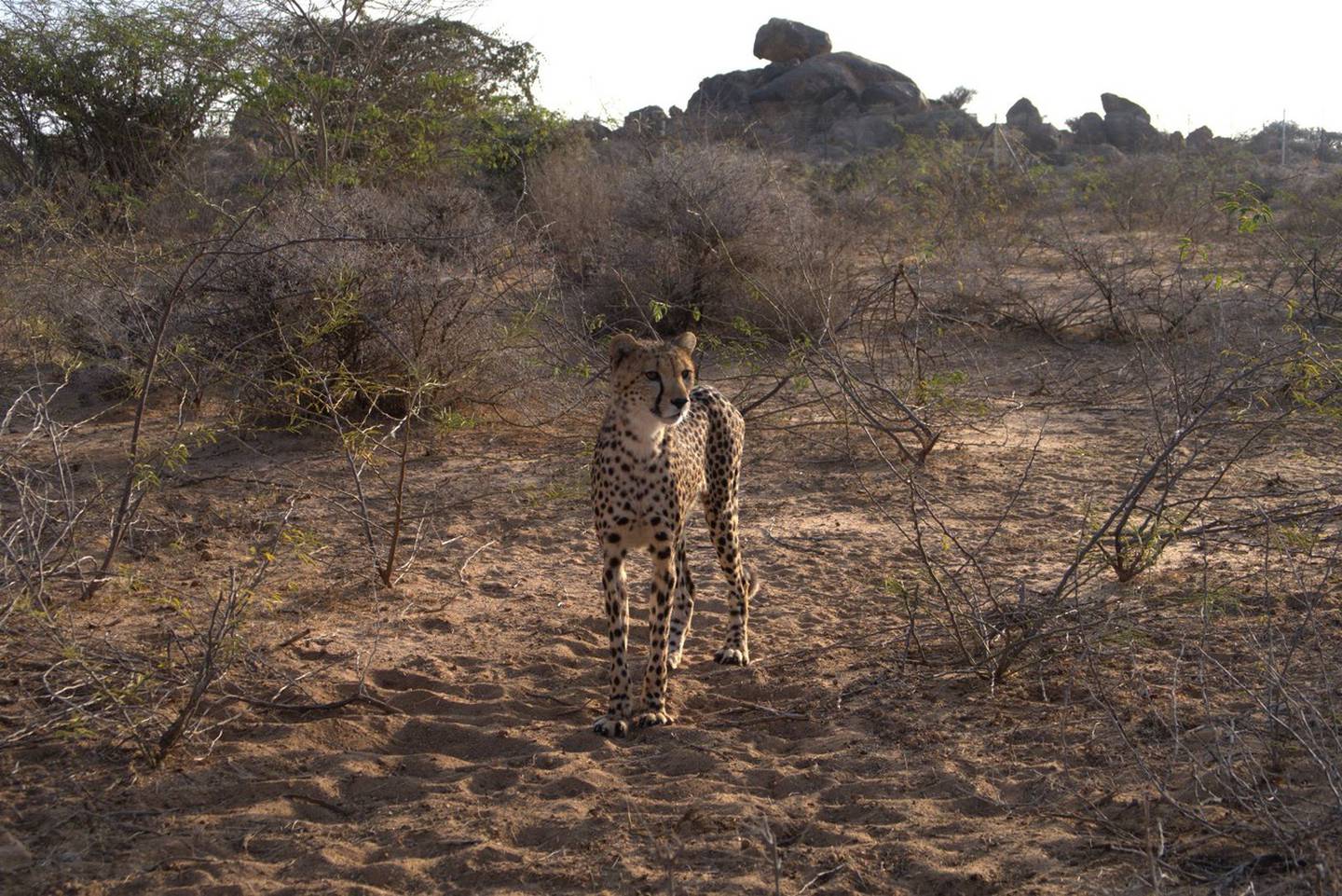 Zweiundfünfzig Geparden, die vor illegalem Handel mit Wildtieren gerettet wurden, erhalten vom Cheetah Conservation Fund ein neues Zuhause.