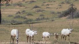 Arabian Oryx breeding programme victim of its own success