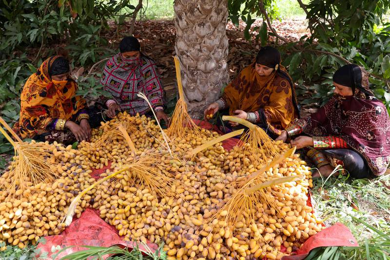 Omani women sort through harvested Mabsali dates in Bidiyya.