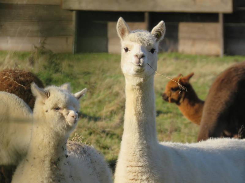 Valentino has announced it will stop using alpaca wool. Unsplash