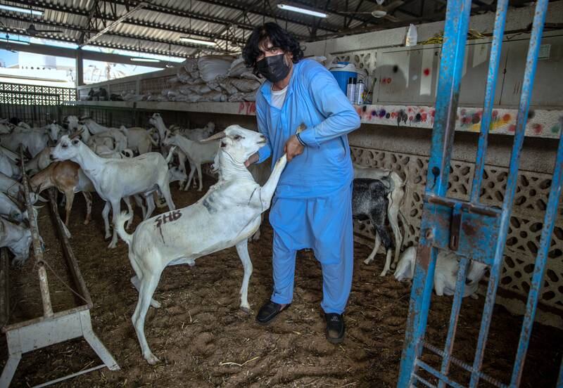 Workers at Abu Dhabi Livestock Market had a busy time before Eid Al Adha.