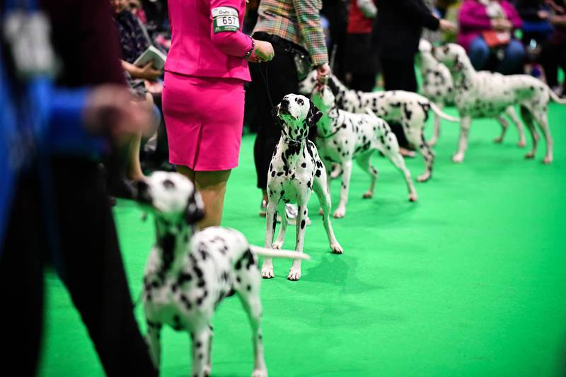 Dalmatians are shown on day one of Crufts 2020 at the National Exhibition Centre  in Birmingham, England.  Getty