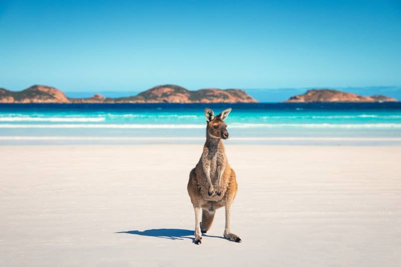 Spotting Australia's most-famous wildlife, including kangaroos and koalas, is among the top 10 things to do while you're there. All photos: Tourism Australia unless otherwise specified