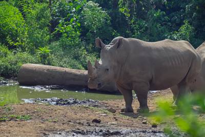 Javan rhino. Alamy