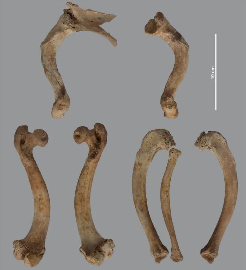 The long bones of some of the baboons showed signs of rickets. Photo: Van Neer et al