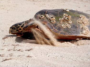 Abu Dhabi's turtles have started to come ashore for nesting season. Courtesy: Emirates Global Aluminium