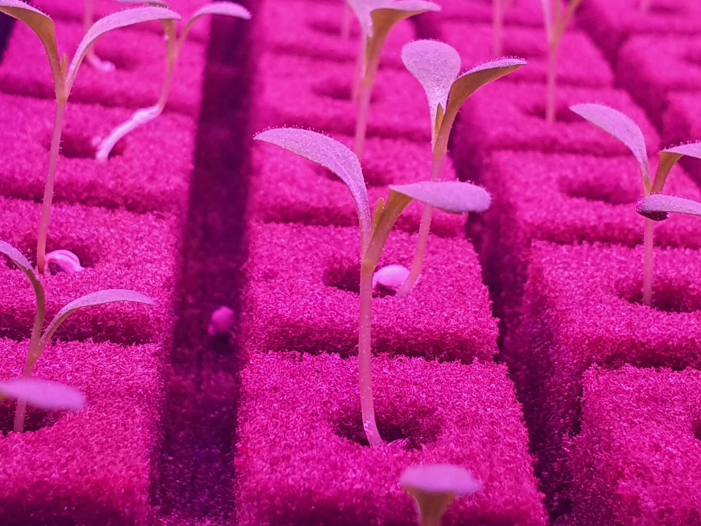 Seedlings at world's biggest vertical farm in Dubai. Photo: Emirates