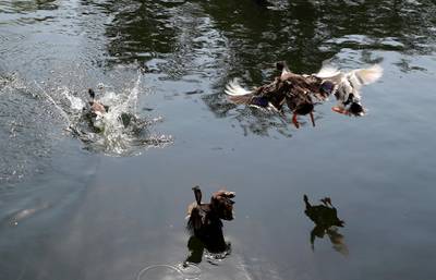 DUBAI, UNITED ARAB EMIRATES , October 5 – 2020 :-  Ducks at The Sustainable City in Dubai. (Pawan Singh / The National) For News/Online. Story by Kelly