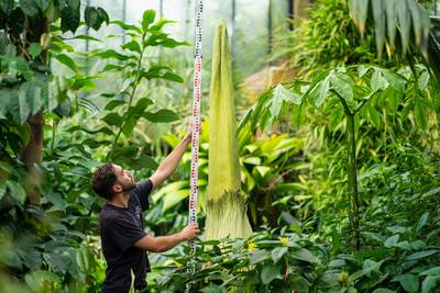 Alberto Trinco measures the titan arum, which holds the Guinness World Record as the world's tallest bloom.