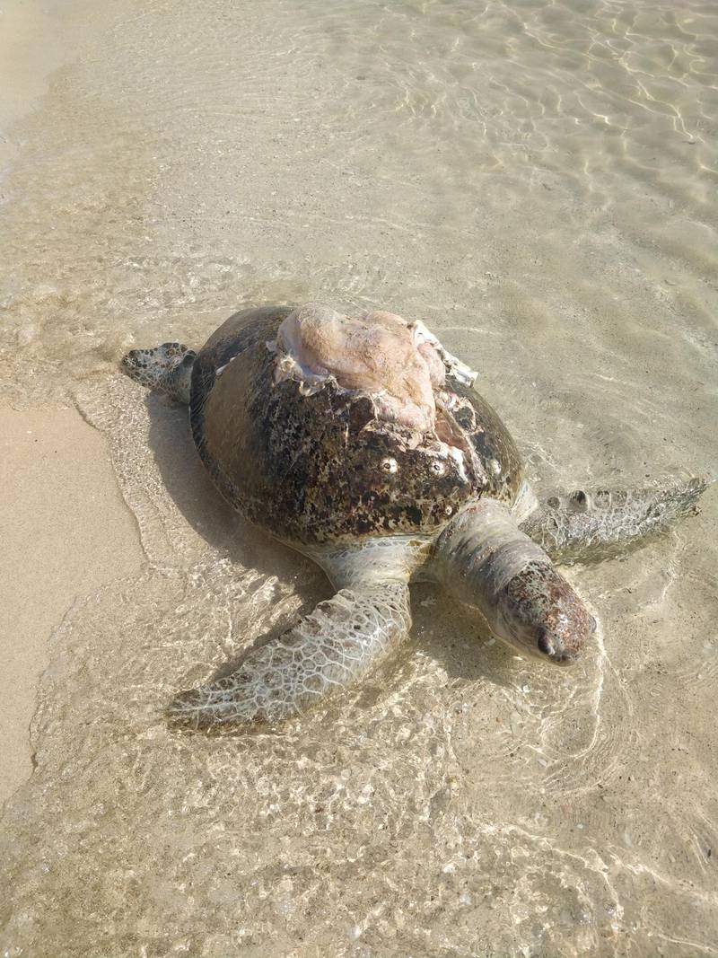 dead turtle on beach