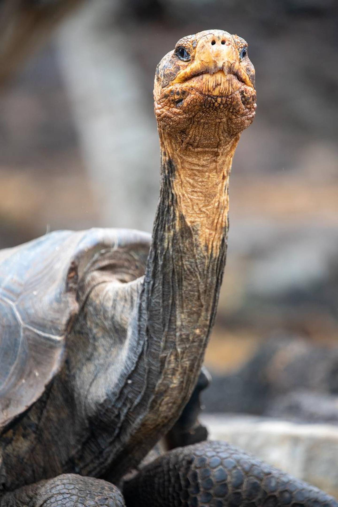 Giant tortoises are synonymous with the Galapagos Islands. Courtesy Jamie Lafferty