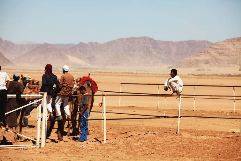 Jordanian Bedouins prepare to race camels using robotic jockeys in the desert of Wadi Rum valley, south of Jordan.