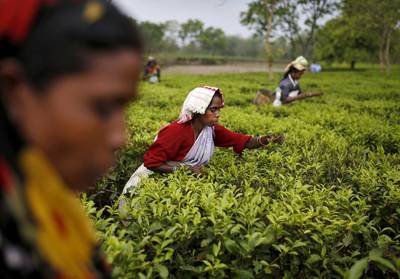 Female workers pick tea leaves inside Aideobarie tea estate in Jorhat, Assam.