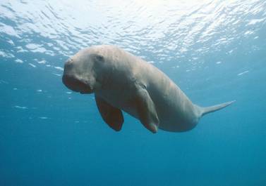 An estimated 7,500 dugong live in the Arabian Gulf, 3,000 of which are believed to inhabit Abu Dhabi waters. AP   
