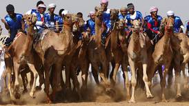 UAE camel festival will have 15,000 camels and Dh80m in prize money