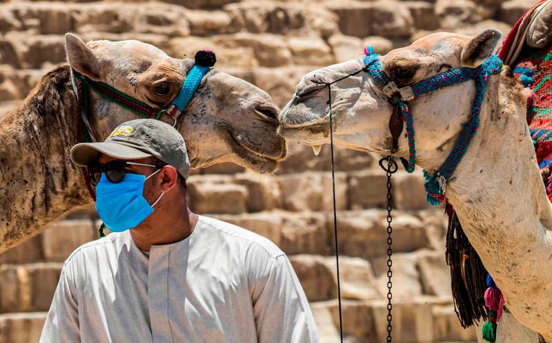 A  guide stands before camels at the Giza Pyramids necropolis, Egypt. AFP