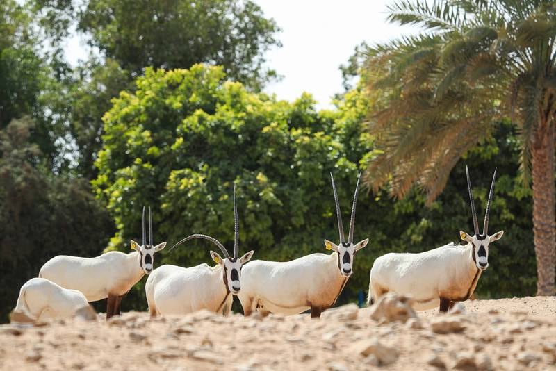 The zoo is a 400-hectare park in the foothills of Jebel Hafeet in Al Ain. Photo: provided