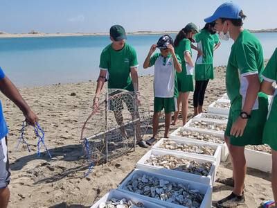 They are using used oyster shells from The Maine restaurants in Dubai, which are usually just thrown out and end up in landfills, to create artificial reefs.