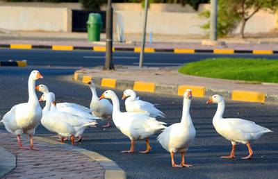 Geese walk along Arabian Gulf street in Kuwait City, during a partial curfew imposed by the authorities in a bid to stem the spread of the coronavirus. AFP