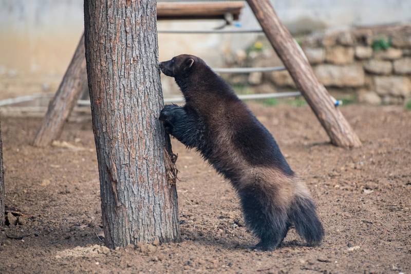 A two-year old male wolverine named Vadim explores its new enclosure at Pecs Zoo in Hungary. EPA