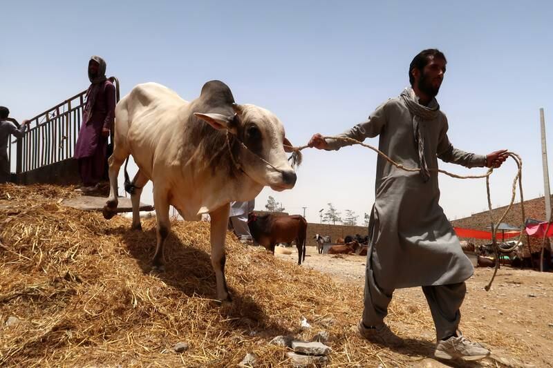 A farmer takes cattle to market as preparations begin for Eid Al Adha in Quetta, Pakistan. EPA 