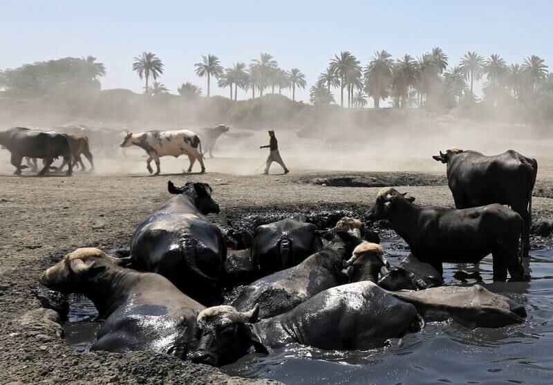 A shepherd watches as his buffalos cool off in the shallow waters of the Diyala River, which has turned into pools of sewage water due to desertification and pollution, east of Baghdad, Iraq. Low rainfall and upstream damming in neighbouring Iran and Turkey have led to drops in the Tigris and Euphrates water levels.  EPA 