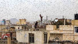 How Yemen's civil war played a role in Africa's great locust swarm