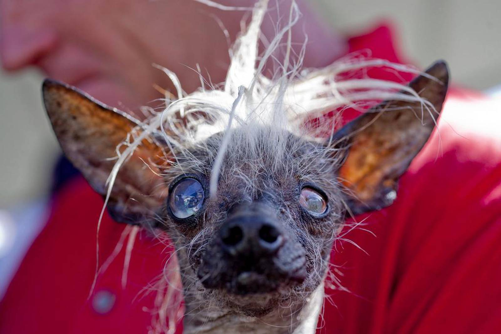 In pictures: Peanut, the World’s ugliest dog