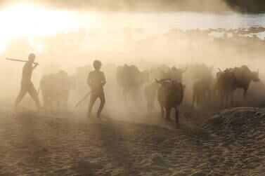 Boys herd buffalo towards the Euphrates on the outskirts of Najaf, Iraq on July 2. Iraq is a country where some of the scenarios outlined in a recent UAE discussion document about water scarcity are already playing out. Reuters