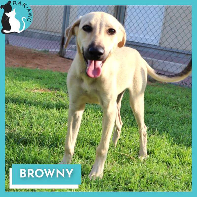 Browny is also up for adoption or foster.