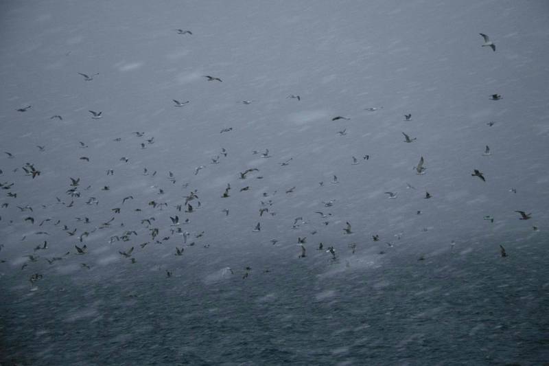 Birds during a snowstorm off Spildra 