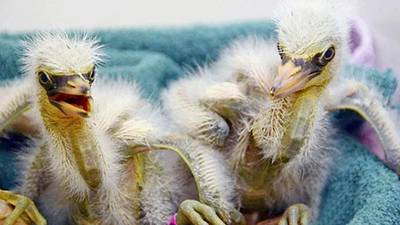 Baby snowy egrets being cared for in Fairfield, California. International Bird Rescue via AP