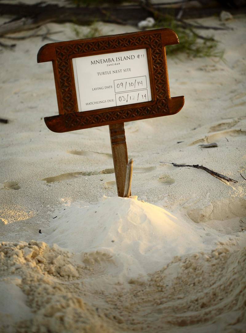 Marking a turtle nest at andBeyond Mnemba Island. Courtesy Beyond Green