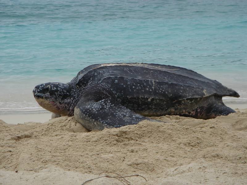 A leatherback sea turtle roams the sandy shores. Photo: Caroline Rogers / National Parks Service